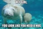 Manatee molester